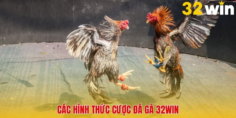 Các hình thức cược đá gà 32Win