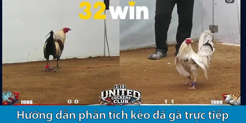 Hướng dẫn đọc kèo và cách bắt kèo đá gà online chuẩn cho bet thủ